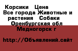 Корсики › Цена ­ 15 000 - Все города Животные и растения » Собаки   . Оренбургская обл.,Медногорск г.